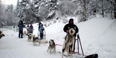 Bon cadeau Chiens de TraineauxVassieux-en-Vercors