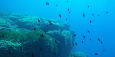 Bon cadeau PlongéeProvence-Alpes-Côte d'Azur