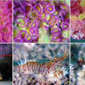 Bon cadeau PlongéeArcachon