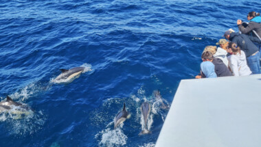 Croisières Dauphins et Faune marine "Groix"