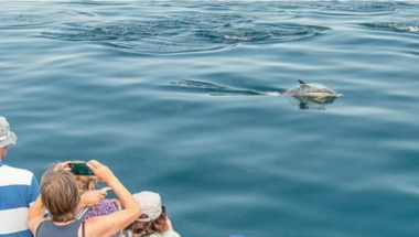Croisières Dauphins et Faune marine "Mor Braz"