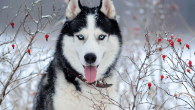 Chiens de Traineaux 2 personnes
