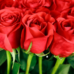 Bouquet de fleurs surprise