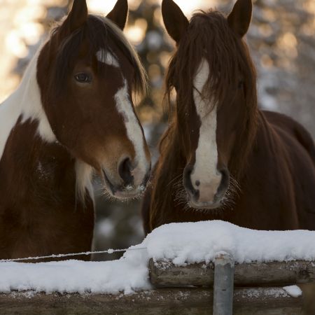 Cours particulier à cheval 1h