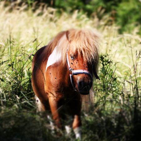Offre au choix : Cours, cheval, ski joëring et plein d'autre !