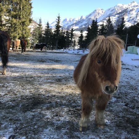 Demi-journée de stage à poney / cheval