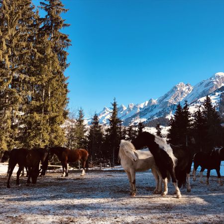 Cours particulier à cheval pour 2 personnes