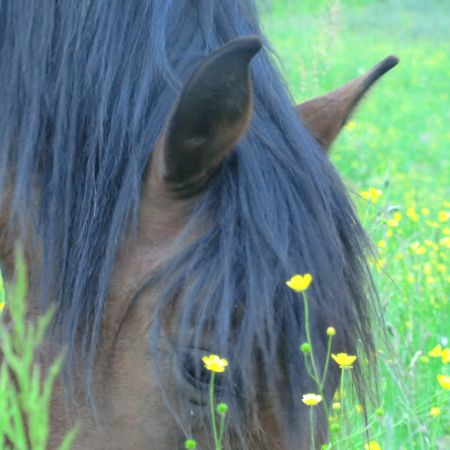 Cours particulier à cheval pour 3 personnes