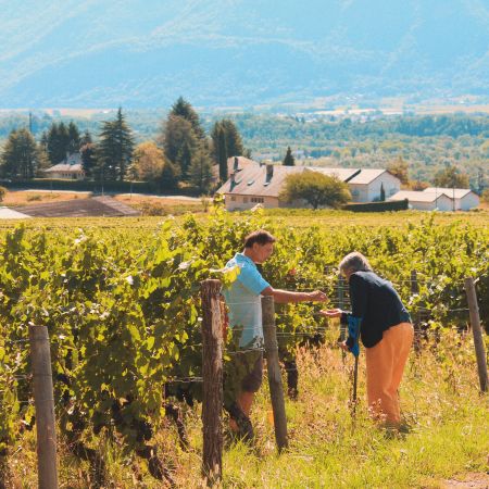Bon Cadeau - Wine Tour (1/2 journée)