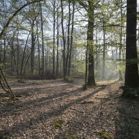 PROMENONS NOUS DANS LES BOIS... DU BUGEY (Ain)