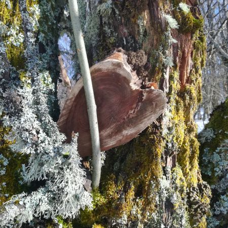 Initiation tir à l'arc ou bain de forêt (sylvothérapie)