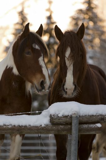 Cours particulier à cheval 1h image 1