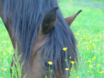 Balade à cheval de 2h image 1