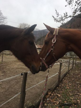 Cours particuliers - 1 h d'équitation (adhérents). image 2