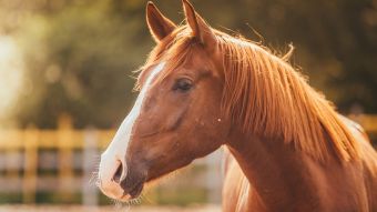 CENTRE EQUESTRE DE THONES cover