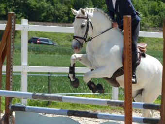 Cours particuliers - 1 h d'équitation (adhérents). image 1