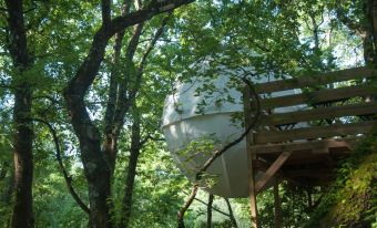 Séjour dans une bulle suspendue dans les arbres image 3