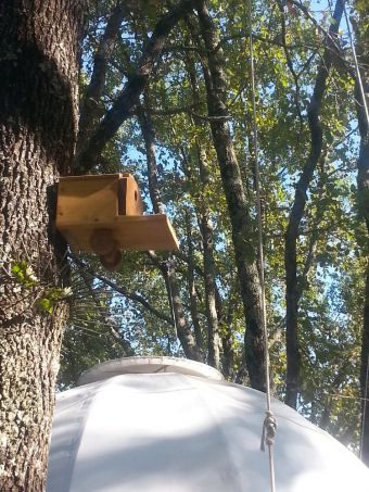Séjour dans une bulle suspendue dans les arbres image 7