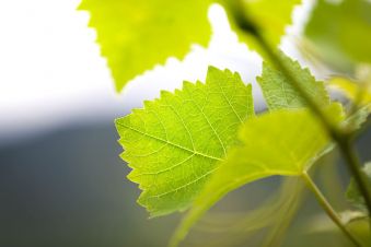 Winemasson cover