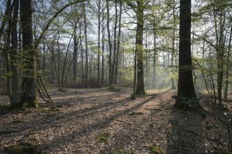 PROMENONS NOUS DANS LES BOIS... DU BUGEY (Ain) image 1