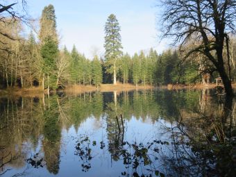 PROMENONS NOUS DANS LES BOIS... DU BUGEY (Ain) image 3
