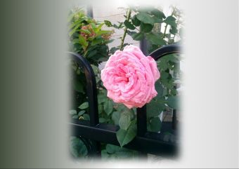 Carte postale Multimédia "AMOURS" image 4