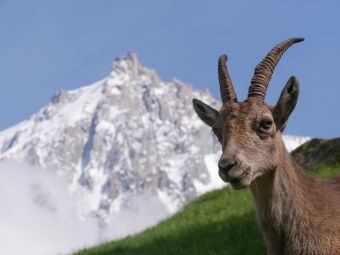 Your voucher Evolution2 Chamonix image 2