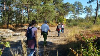10 séances de marche nordique en forêt de Fontainebleau image 2