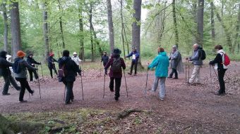 10 séances de marche nordique en forêt de Fontainebleau image 3