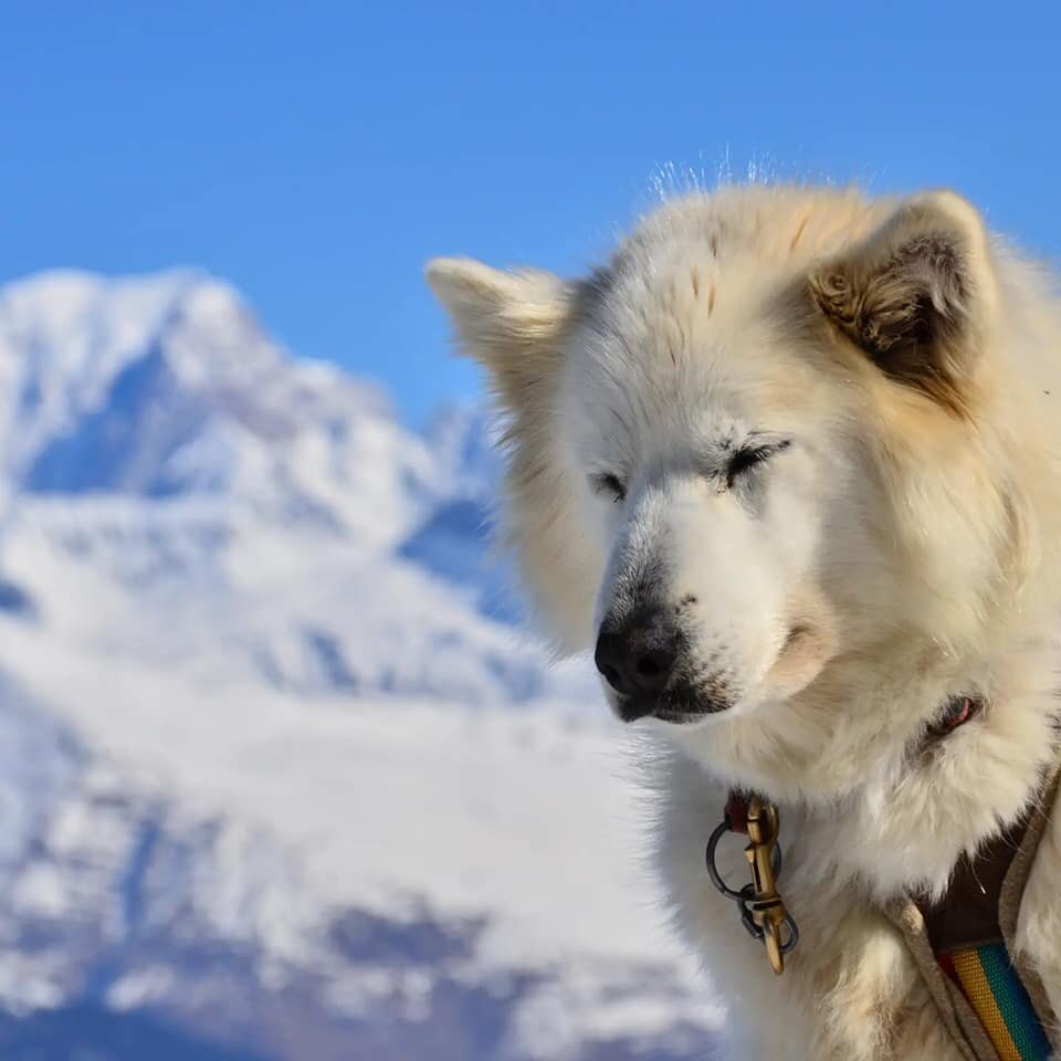 Bon cadeau Traineau à chien Evolution 2 La Plagne
