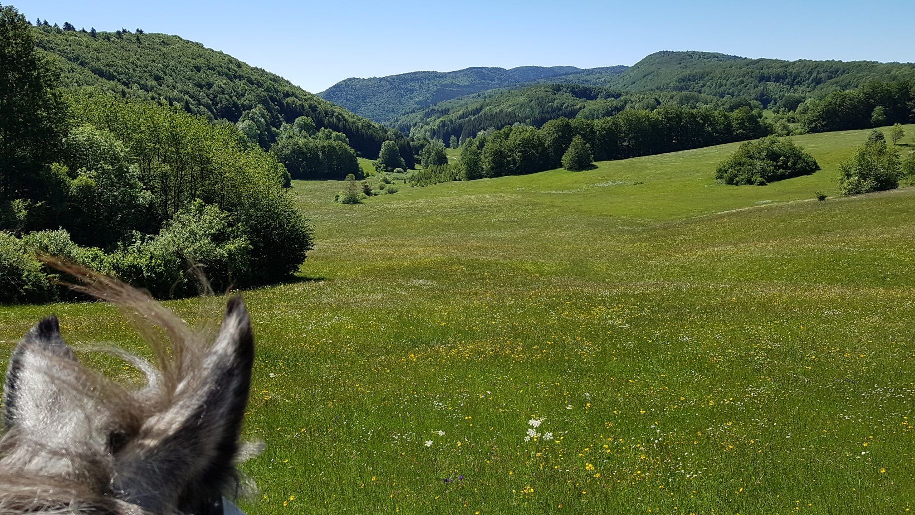 image Équitation
