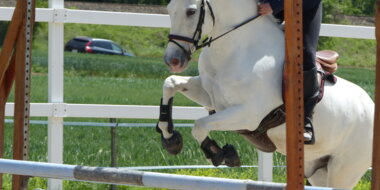 Bon cadeau ÉquitationAnnecy