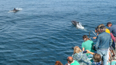 Croisières Dauphins et Faune marine "Mor Braz"