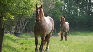 Bain de forêt