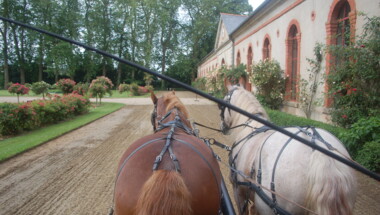 Promenade en calèche (Adulte)