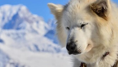Traineau à chien