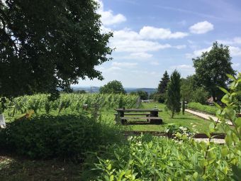 Séjour en chambre d'hôte au coeur du vignoble de Château-chalon chez un paysan vigneron image 8