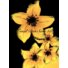 Logo Eveil Des Sens 15