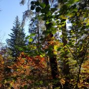 Image de PROMENONS NOUS DANS LES BOIS... DU BUGEY (Ain)